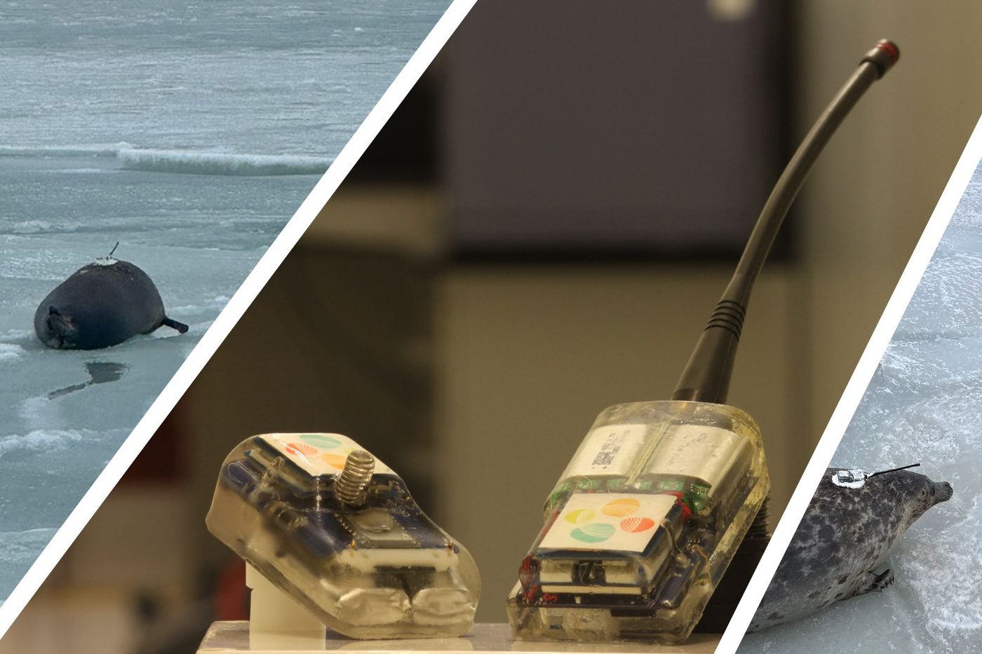 Marine Animal Tracking Tag