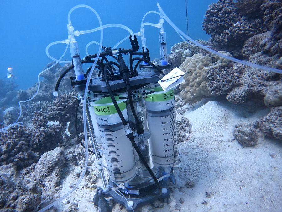 Coral probiotic dispenser, image 1
