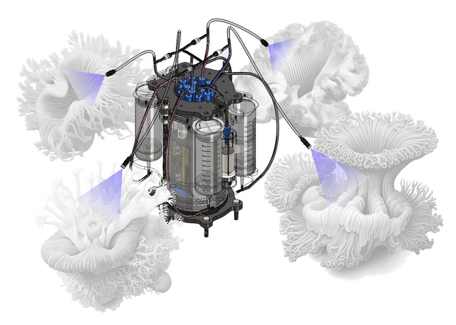 Coral probiotic dispenser, image 6