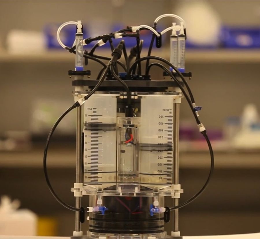 Coral probiotic dispenser video
