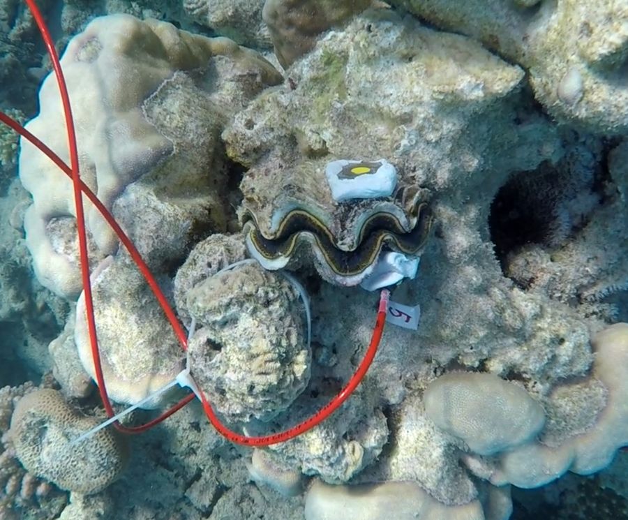 Marine sensor buoy video 2
