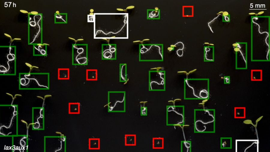 Plant root phenotyping machine, image 4